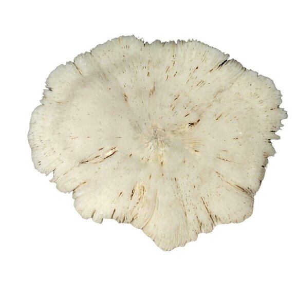 Vtg Seashell Turtle White Mushroom Coral Souviner Travel Beach Desination Kitch - Picture 5 of 5